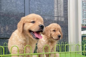 金毛犬的疫苗接种需知（金毛犬养育必读，保健从疫苗开始）