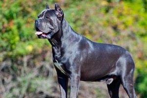 泰国名犬（探索泰国名犬品种特点及其在泰国社会中的地位）
