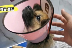 狗狗结扎后的照顾指南（为你的宠物犬提供最佳的康复环境和护理）