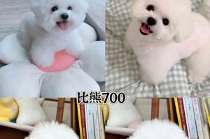 比熊出生后多久能出售？（了解比熊幼犬的适销时机和注意事项）