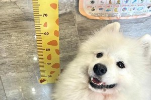 萨摩耶成犬后停止生长的时间（探讨萨摩耶停止生长的因素及最佳护理方法）