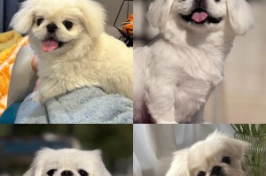 探究京巴犬的寿命和临终征兆（京巴狗的预期寿命及临终迹象，狗主关注健康需知）