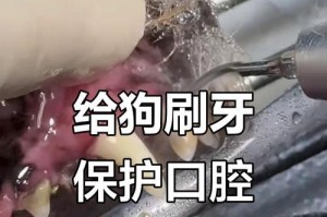 小狗换牙的周期及护理方法（了解小狗换牙周期，做好护理，让它们健康成长）