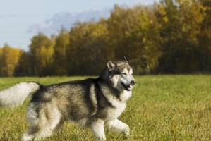 探秘雪橇犬的神奇世界（了解雪橇犬的历史、特点和用途）