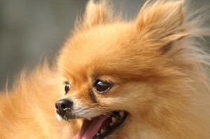 博美犬智商低的表现（探索博美犬智力缺陷的迹象和特征）