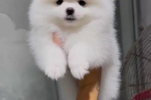 纯种泰迪犬价格大揭秘（一只泰迪犬的价格究竟如何计算？泰迪犬多少钱一只？）