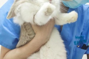 以什么可以抓到兔子？（猎人的技巧和策略，揭秘成功捕兔的方法）