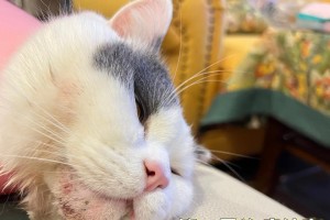 小猫毛囊炎食物治疗攻略（探索小猫毛囊炎的饮食疗法，帮助宠物恢复健康）