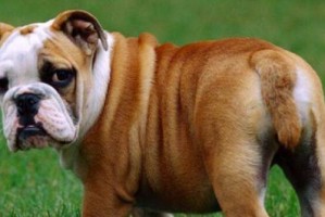 英牛犬怀孕期与生产过程的全面指南（了解英牛犬的怀孕周期、注意事项和生产过程）