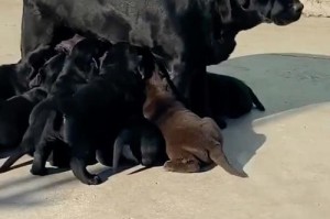 金毛犬的洗澡时间问题（金毛吃奶多久可以洗澡？正确洗澡时间的重要性）