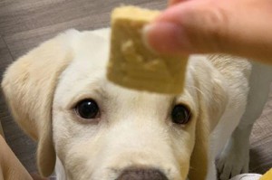 拉布拉多的饮食需求与健康（了解拉布拉多的饮食习惯和如何健康喂养）