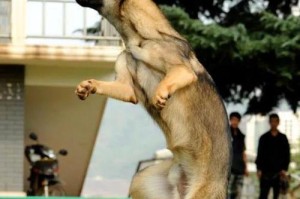 了解昆明犬的特点与饲养要点（昆明犬——古老而珍贵的中国犬种）