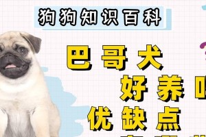 巴哥犬养护指南（关于巴哥犬的养护要点和技巧）