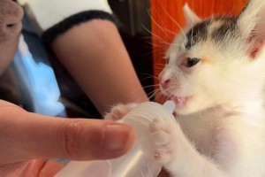 猫手术后多久可以喝水？（了解猫咪手术后的饮水需求，守护它们的健康）