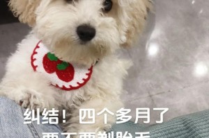 小狗换胎毛需要多久？（了解小狗换胎毛的周期与注意事项）