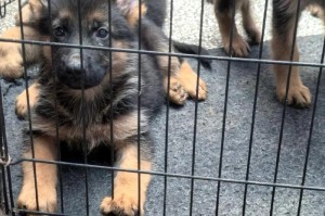 德国牧羊犬成长的时间与过程（了解德国牧羊犬生长发育的关键因素及其影响）