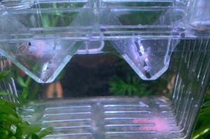 孔雀鱼捕食小鱼的原因（揭秘孔雀鱼捕食行为的真相）