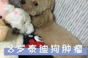小泰迪为何频繁流泪？（解密泪水背后的原因与解决方法）