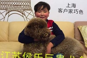 探索巨型贵宾犬的最佳毛色选择（挑选完美巨型贵宾犬）