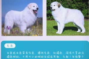 大白熊犬的成长过程（揭秘大白熊犬的成长速度及注意事项）