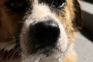 狗狗吐出一堆虫子的原因及处理方法（狗狗吐虫的症状、常见寄生虫种类和预防措施）