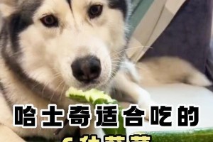 哈士奇狗牙齿清洁的最佳食物选择（为你的哈士奇提供健康的口腔护理）
