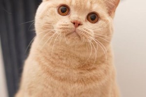 英短毛为何会变颜色？（探索英短毛猫的毛色变化原因及遗传机制）
