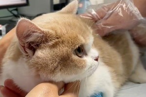 如何解决猫咪便秘问题（开塞露并非唯一解决方案）