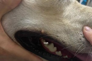 狗狗长肉球的原因及解决方法（了解狗狗肉球的成因，为它们提供舒适健康的步行体验）