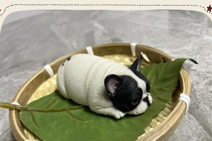 如何正确饲养法斗犬的毛色问题（探讨法斗犬毛色与健康的关系，帮助你正确饲养法斗犬）