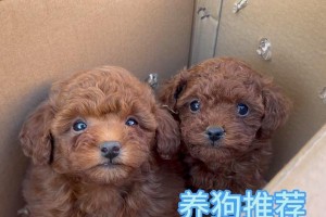 泰迪可以喝酸奶的几大好处（为你的泰迪增加营养和健康）