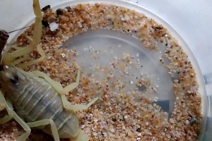 奇特的蝎子（探索可食用蝎子的用处与益处）