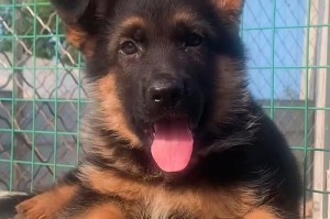 德国牧羊犬（了解德国牧羊犬的优势，选择明智养宠伙伴）