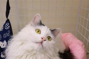 狮子猫vs布偶猫（体质、性别、价格各不相同，了解它们的差异）