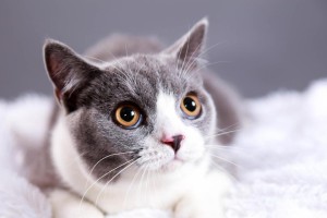 猫毛掉了多久能长出来？（了解猫毛生长周期及促进猫毛生长的方法）