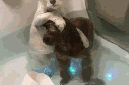 泰迪猫的修剪频率（了解泰迪猫修剪的最佳时间和方法）