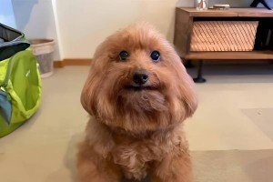 泰迪犬的7种表现揭示其不将你视为主人（揭秘泰迪犬对主人缺乏依恋和服从的7种行为表现）
