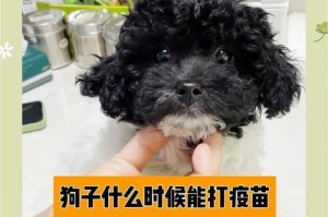 狗狗细小康复后的疫苗接种时间（科学合理的疫苗接种计划确保狗狗健康）