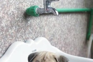 揭秘以巴哥犬体臭之谜（为何以巴哥犬散发出浓烈的体臭味？）