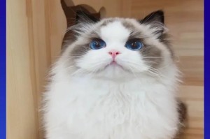 英短蓝猫的换毛时机及注意事项（了解何时是你的英短蓝猫换毛的最佳时机和保持其健康的关键）