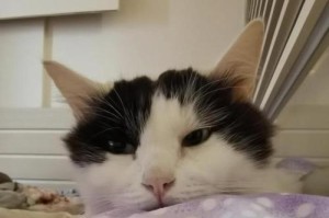 猫咪感冒了，怎么办？（症状、预防和治疗方法详解）