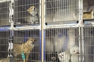 宠物寄养店（解答您关于宠物寄养店的疑惑，让您选择得更明智）