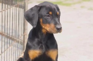 杜宾犬（猛犬之首，智商超群）