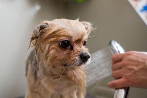 幼犬洗澡频率与注意事项（幼犬洗澡的最佳时间和正确方法）