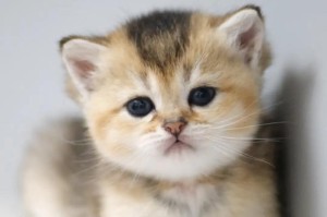 猫的起源和进化历程（探寻猫科动物的神秘轨迹）