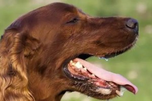 狗狗狂犬病的症状与防治措施（了解狗狗狂犬病，呵护毛孩健康）