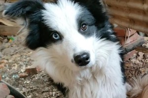 边境牧羊犬的饮食指南（了解边境牧羊犬的食物需求，保持其健康成长）