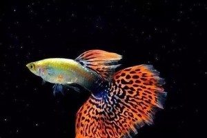 观赏鱼繁殖的快速方法（培育观赏鱼——简单而有效的技巧）