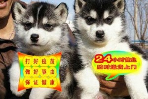 哈士奇疫苗注射后何时可以出门？（打完疫苗后的出门时间安排与注意事项）