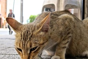 为什么煮熟的鱼猫不吃？（探究煮熟鱼对猫的食欲影响）
